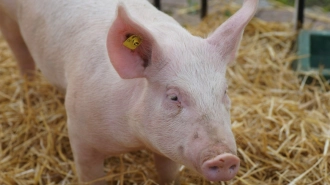 Сельхозпредприятия Ленобласти содержат почти 200 тыс. свиней
