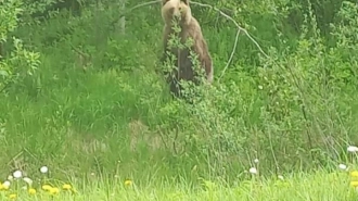 В Тосненском районе заметили медведя