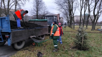 Липы на Московском проспекте укутали в зимнюю одежду