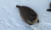 Петербургский Центр спасения тюленей будет примирять рыбаков с нерпами