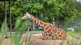 В Ленинградском зоопарке в День жирафа показали грациозную Соню
