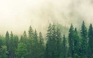 Абрамченко: инвесторам в лесопромышленную отрасль дадут отсрочку на год