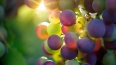 В винограде нашли соединения, помогающие бороться ...