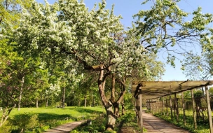 В Ботаническом саду стартовал фестиваль "Яблоневый цвет"