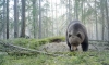 Медведи вышли на охоту за черникой в лесах Ленобласти