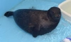 В Центре по спасению тюленей появился новый подопечный 