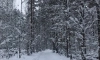 В Ленобласти 15 декабря в большинстве районов пройдёт снег