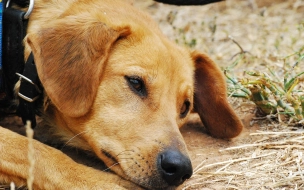 Ситуацию с собаками из психбольницы имени Кащенко прокомментировал помощник главврача
