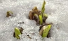 У "Беговой" из-под снега показались побеги цветов лилейника