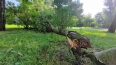 Во время ночной грозы в Петербурге рухнуло 10 деревьев