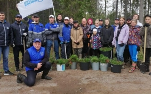 В Селезневском сельском поселении высадили более 10 000 хвойных деревьев