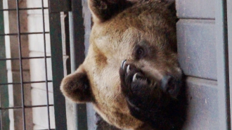 "Велес" открыл единый номер телефона для бесплатных консультаций по диким животным