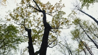 Ученые из Петербурга создали прибор, определяющий возраст деревьев