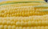 Петербуржцам рассказали о полезных свойствах кукурузы