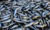 В Петербурге исчез водитель грузовика вместе с 19 тоннами замороженной рыбы