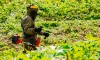 Садовники уничтожили крупный очаг борщевика в Колпино