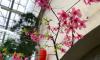 В Ботаническом саду зацвела первая в 2021 году сакура