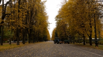 Сады и скверы Петербурга закрыли из-за ветра 