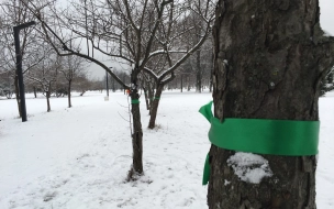 Активисты обвязали деревья в парке Сахарова зелеными ленточками