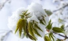 На вторых майских праздниках в Петербурге и Ленобласти может выпасть снег