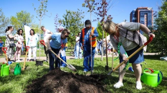 За последние пять лет в Петербурге высадили более 53 тыс. деревьев 