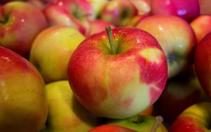 В Петербург не пустили почти 20 тонн яблок из Белоруссии