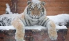 Стало известно, как тигренок Зевс из Ленинградского зоопарка переносит холода