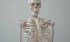 В поселке Будогощь около детского лагеря нашли скелет