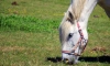 В Парголово 8-летняя девочка сломала ключицу во время катания на лошади