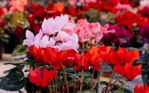В этом году в Петербурге высадят более 4,5 млн летних цветов