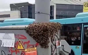 Эксперт рассказал, как избавиться от роя пчел