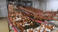 Ленобласть планирует экспортировать яйца в Африку