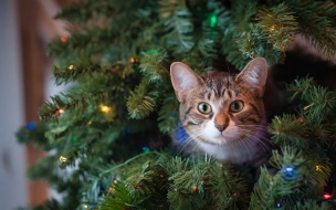 Петербуржцам рассказали, куда деть рождественскую елку