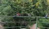 В Петербурге разноцветный попугай отправился на свидание с голубкой