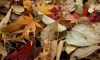 В Ленобласти 8 ноября ожидается до +8 градусов