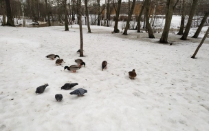 В Петербурге январь закончится небольшим похолоданием