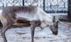 В Ленинградском зоопарке живет единорог