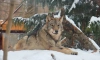 Ленинградский зоопарк пригласил петербуржцев отметить 23 февраля с хищниками
