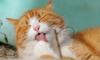 "Республика кошек" отчитается перед налоговой из-за падения выручки