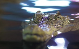 Крокодилу Тотоше из Ленинградского зоопарка исполнилось 30 лет