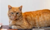 Хранитель Музея Анны Ахматовой кот Ося ушел из жизни