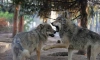 Волки Мрак и Сумрак из Ленинградского зоопарка научились новому прыжку