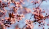 Стало известно, где можно полюбоваться цветущей сакурой в Петербурге