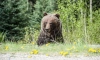 Стало известно, в каких районах Ленобласти высок риск встретиться с медведем