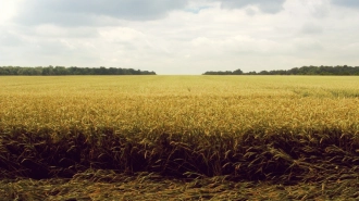 Эксперты прокомментировали продление зерновой сделки