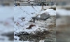 На стройплощадке детского сада нашли снаряд ВОВ в Новогорелово