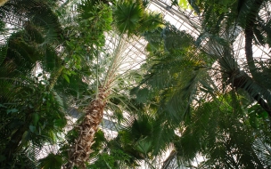 Стало известно, что Кубинскую пальму спилят в Ботаническом саду