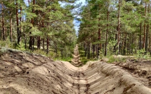 В Ленобласти в этом году высадили почти 7 тысяч гектаров леса
