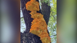 У ТЮЗа заметили съедобные грибы на дереве
