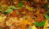 В Ленобласти 2 ноября ожидается не более +6 градусов